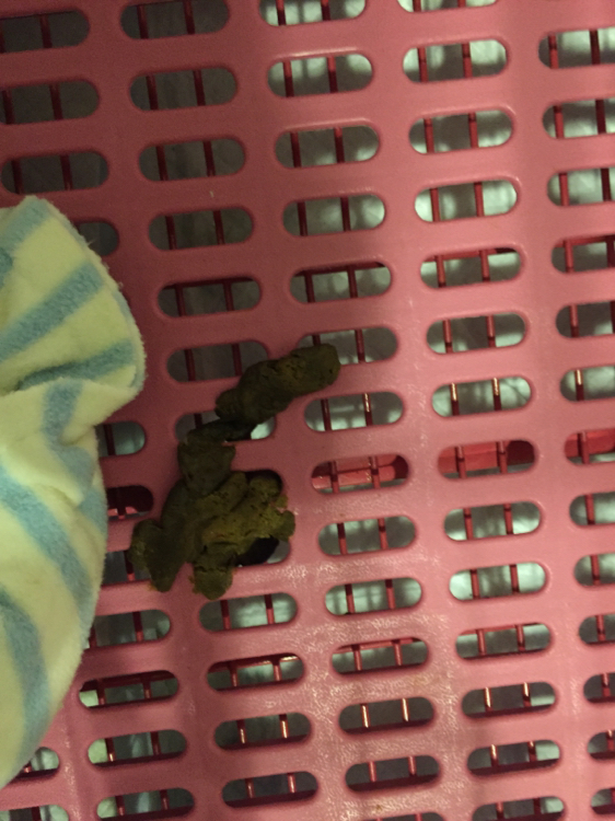 狗狗感冒咳嗽发烧,两天了。第一天吃了药没有