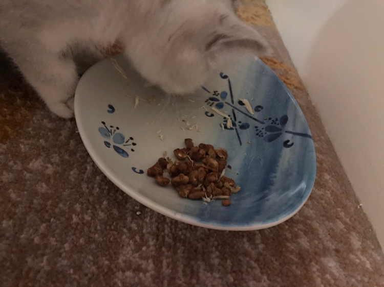 3个月大的小猫,吃比瑞吉罐头拌幼猫粮时不停地