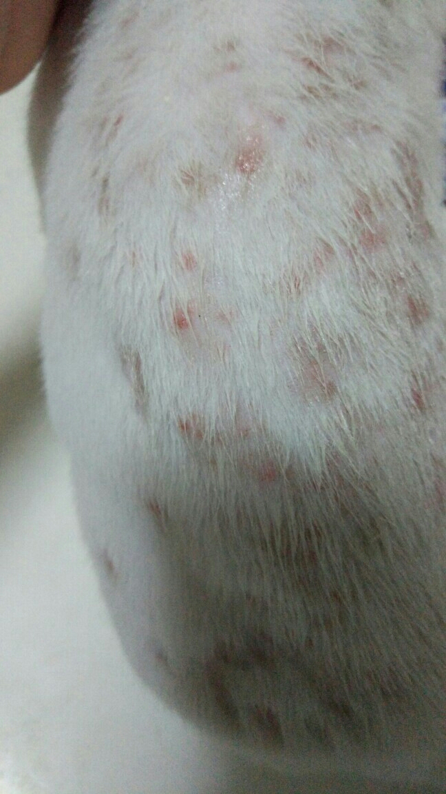 猫长了一个个红疙瘩,不像猫癣。擦了药没有用