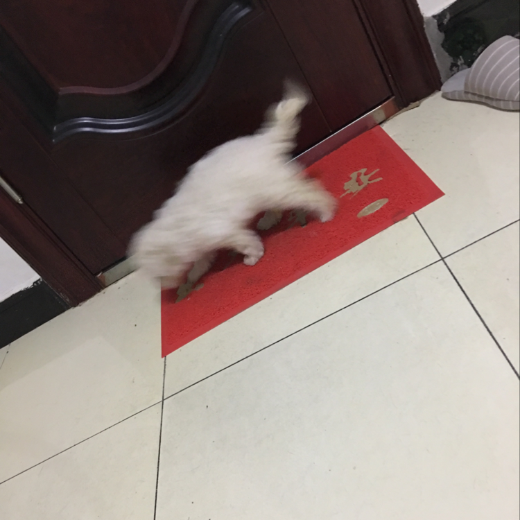 两个月大比熊出现干咳嗽,干呕怎么办,查过了不