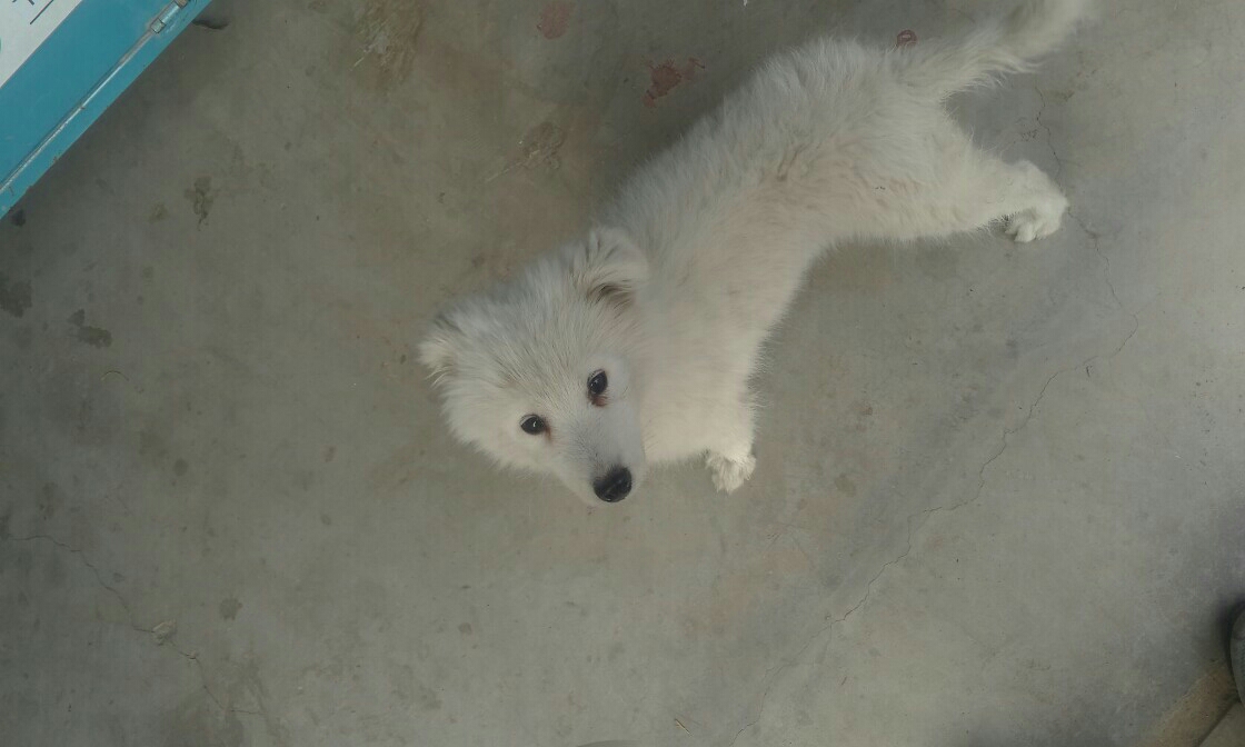 我家狗狗是萨摩耶幼犬两个半月了,不到10斤,前