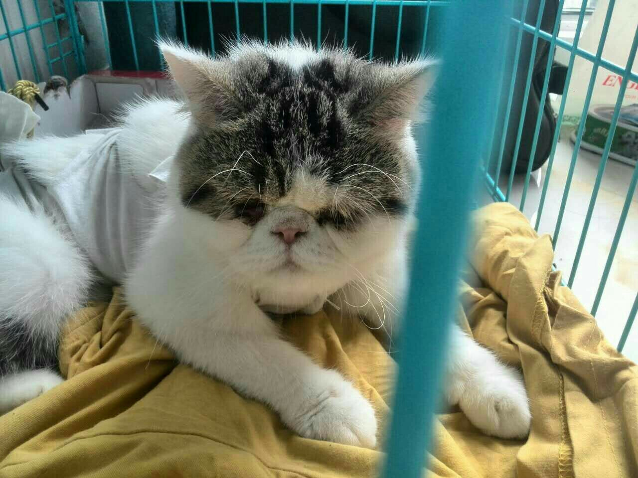 猫咪眼屎多,流泪多,可以喂菊花水吗?或者其它