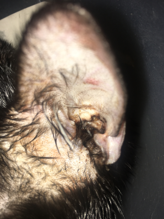 (有图)我的猫猫耳朵里面发炎而且很多黑色的东