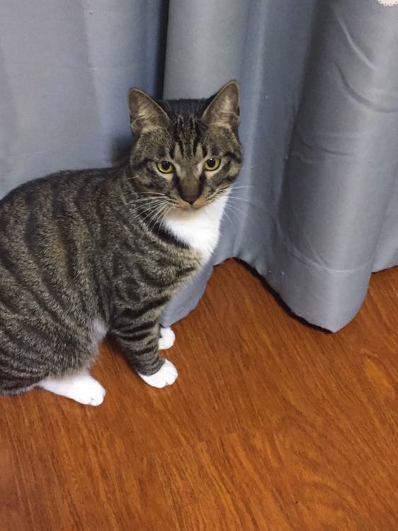 我家猫咪怎么会有肠胃炎?我没有瞎喂东西,吃的