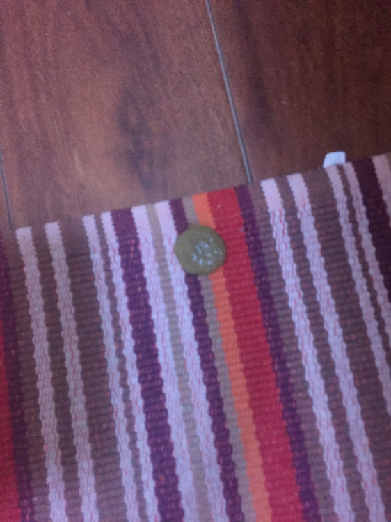 七十多天便便不成形,鼻塞感冒怎么办?|-波奇网